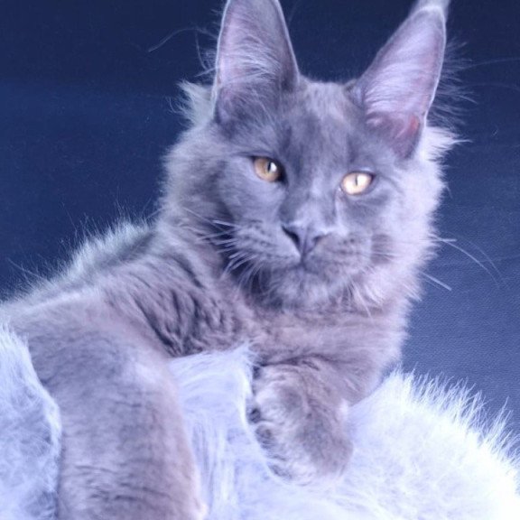 Maine Coon POLIN Milord Diamond