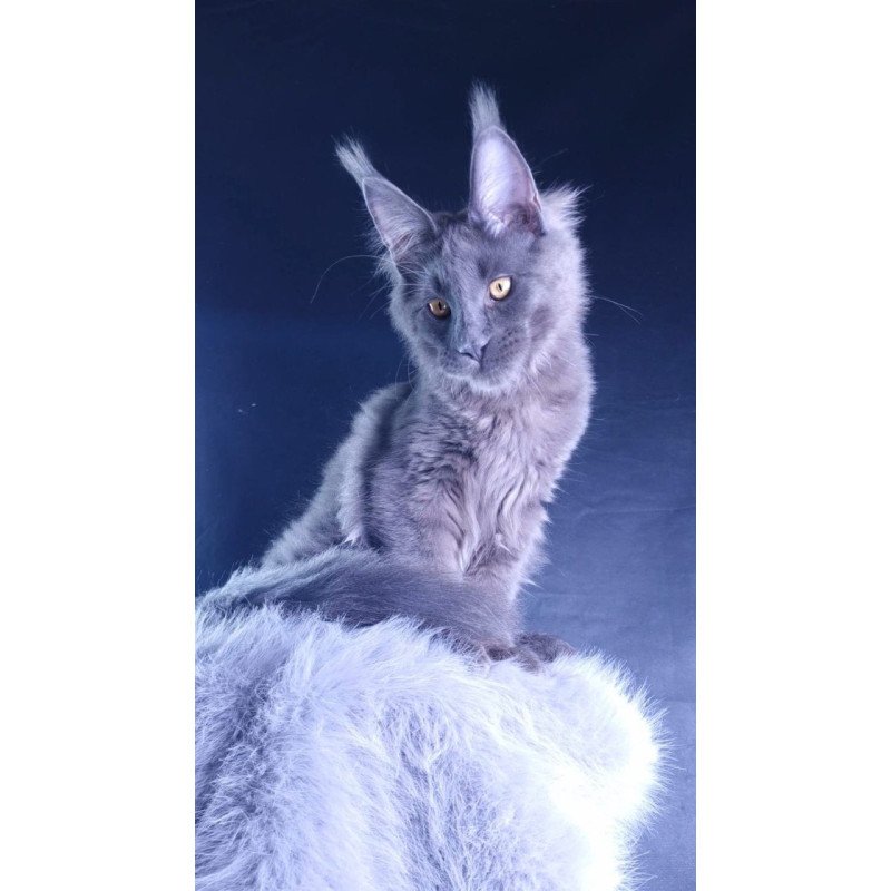 Maine Coon POLIN Milord Diamond