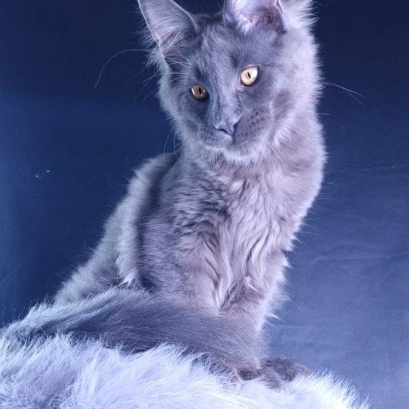 Maine Coon POLIN Milord Diamond