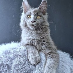 Maine Coon POLIN Lion King