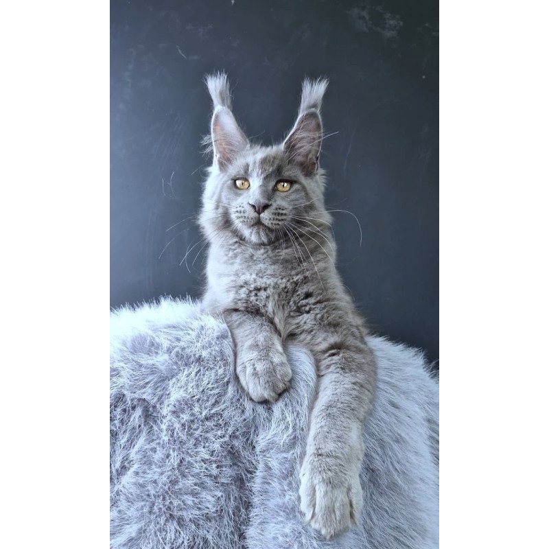 Maine Coon POLIN Lion King