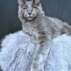 Maine Coon POLIN Lion King