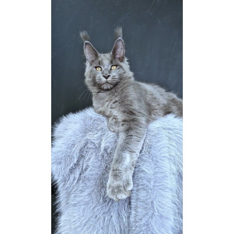 Maine Coon POLIN Lion King
