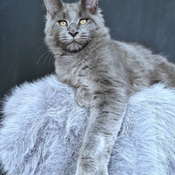 Maine Coon POLIN Lion King