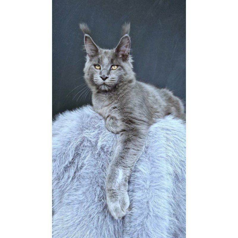 Maine Coon POLIN Lion King