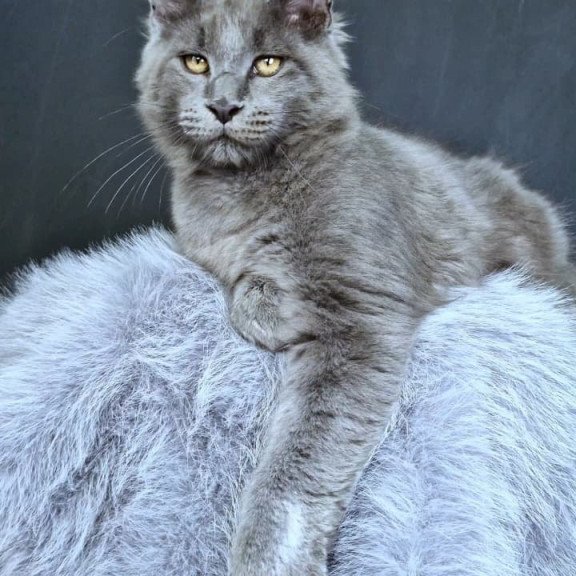 Maine Coon POLIN Lion King