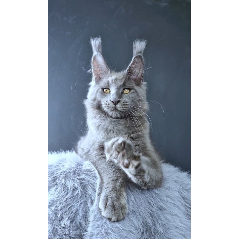 Maine Coon POLIN Lion King