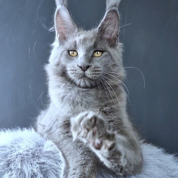 Maine Coon POLIN Lion King