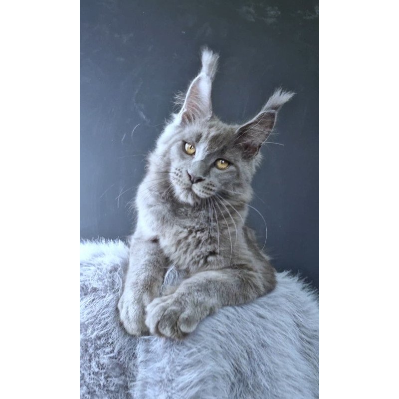 Maine Coon POLIN Lion King