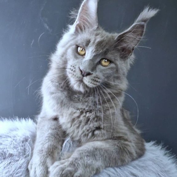 Maine Coon POLIN Lion King