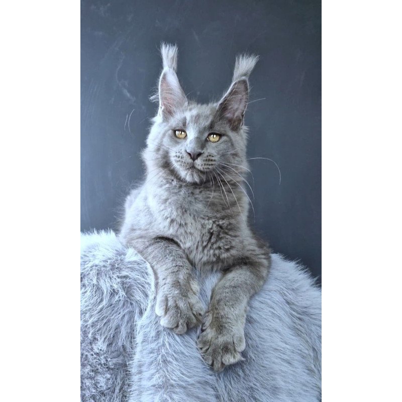 Maine Coon POLIN Lion King
