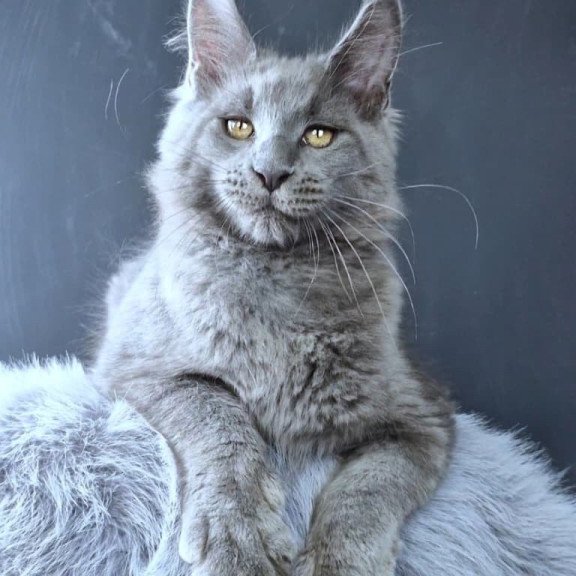 Maine Coon POLIN Lion King