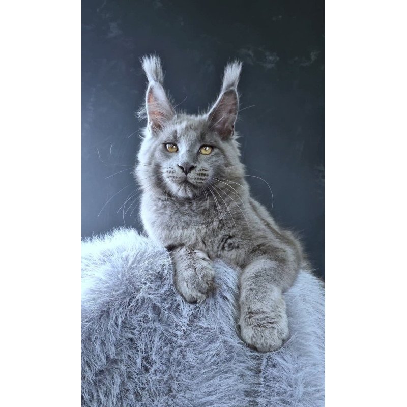 Maine Coon POLIN Lion King
