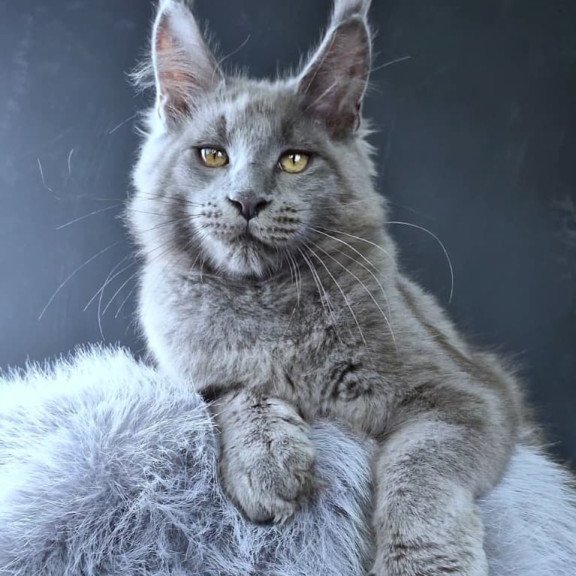 Maine Coon POLIN Lion King