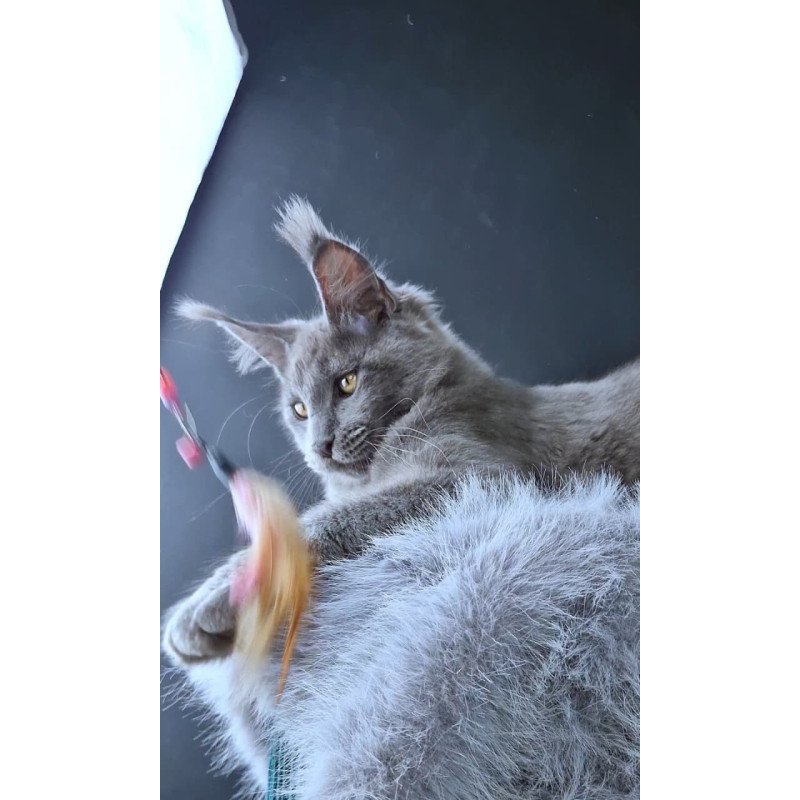 Maine Coon POLIN Lion King