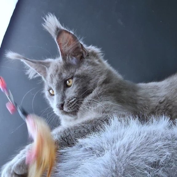 Maine Coon POLIN Lion King