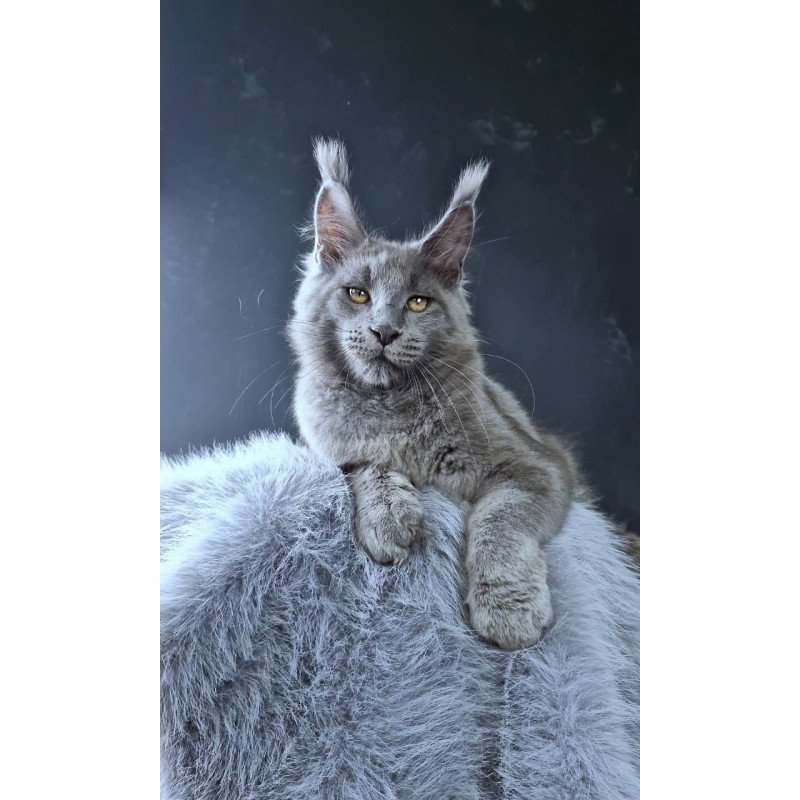 Maine Coon POLIN Lion King