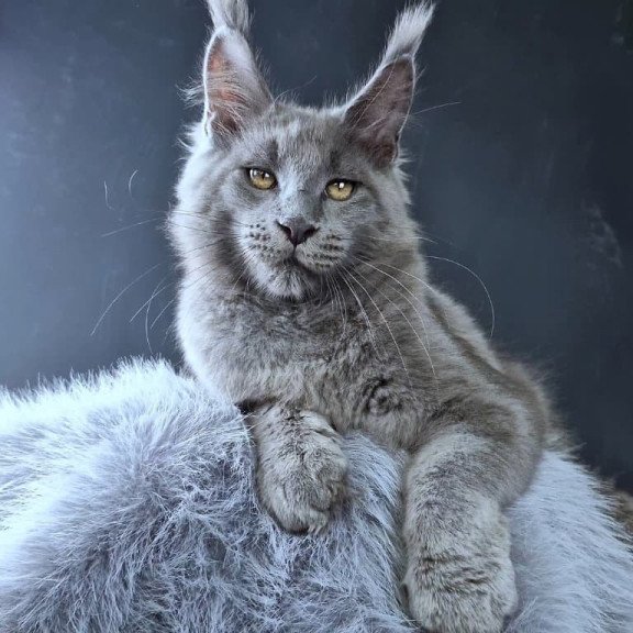 Maine Coon POLIN Lion King