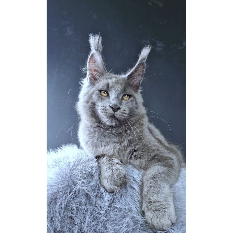 Maine Coon POLIN Lion King