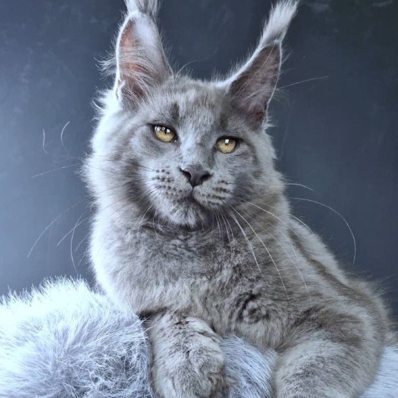 Maine Coon POLIN Lion King