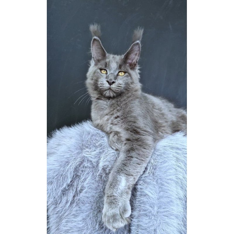 Maine Coon POLIN Lion King