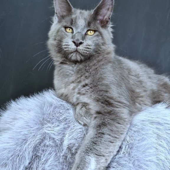 Maine Coon POLIN Lion King