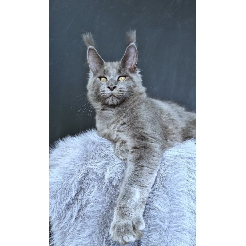 Maine Coon POLIN Lion King