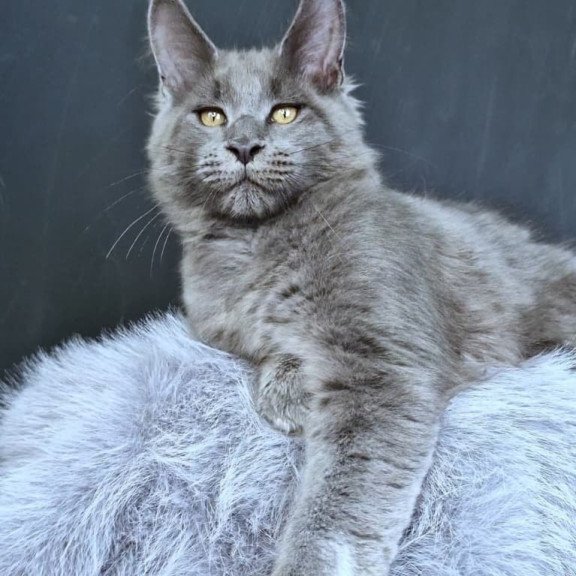 Maine Coon POLIN Lion King