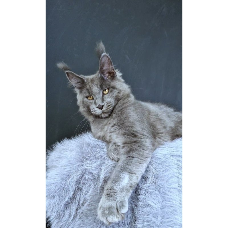 Maine Coon POLIN Lion King