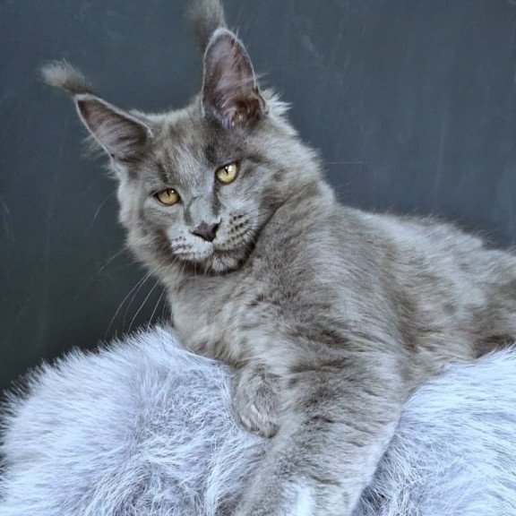 Maine Coon POLIN Lion King