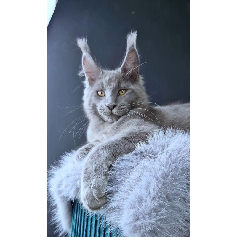 Maine Coon POLIN Lion King