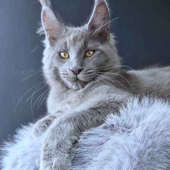 Maine Coon POLIN Lion King