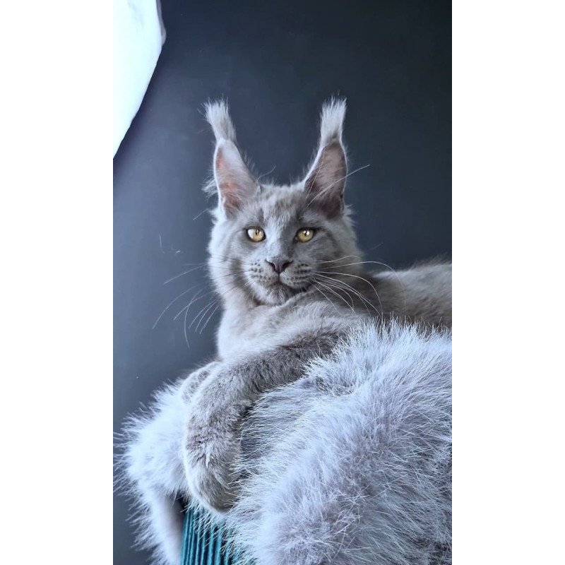Maine Coon POLIN Lion King
