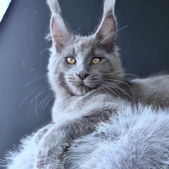 Maine Coon POLIN Lion King