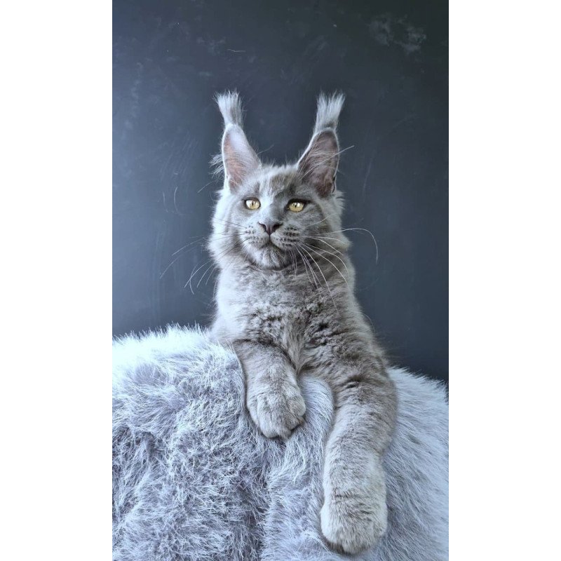 Maine Coon POLIN Lion King