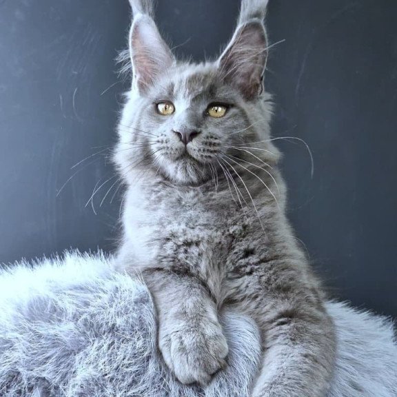 Maine Coon POLIN Lion King