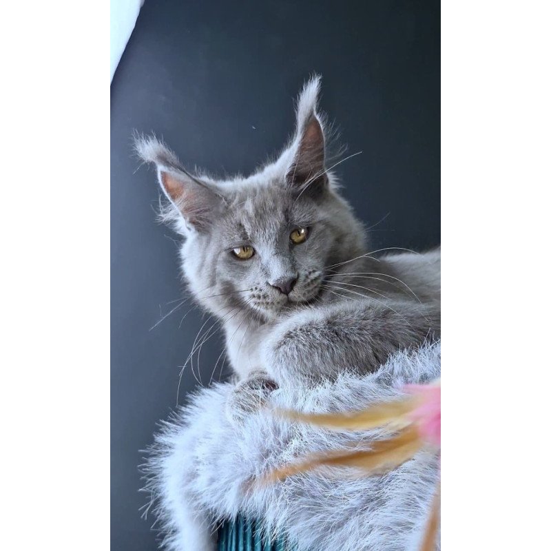 Maine Coon POLIN Lion King