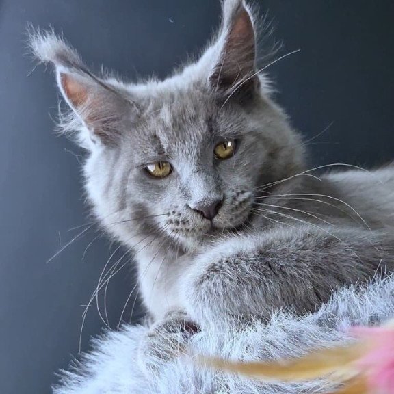 Maine Coon POLIN Lion King
