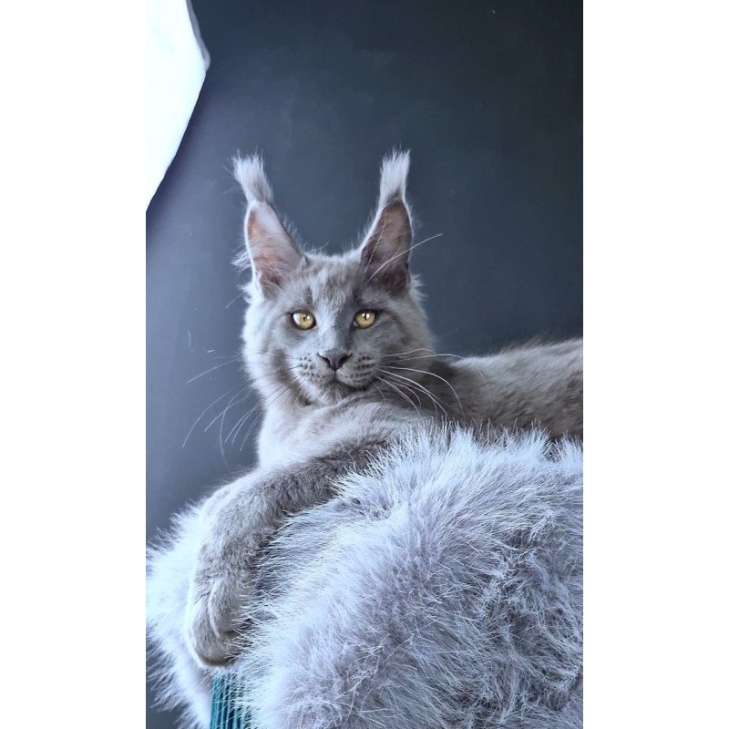 Maine Coon POLIN Lion King
