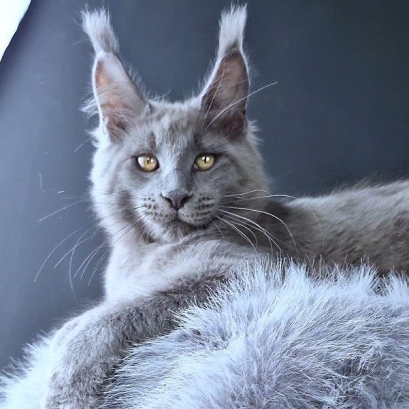 Maine Coon POLIN Lion King