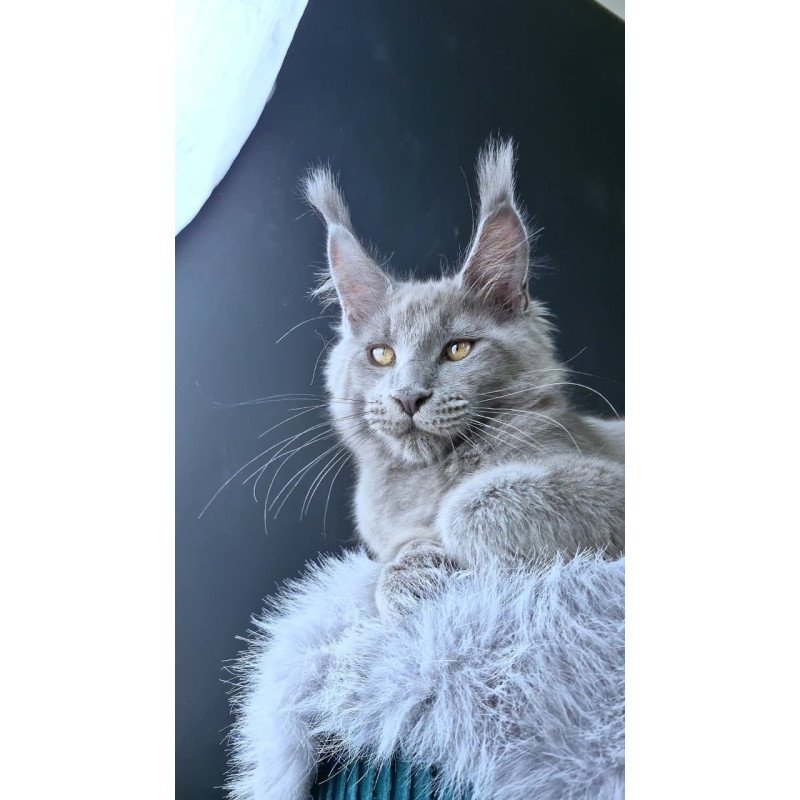Maine Coon POLIN Lion King
