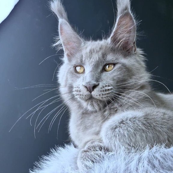 Maine Coon POLIN Lion King