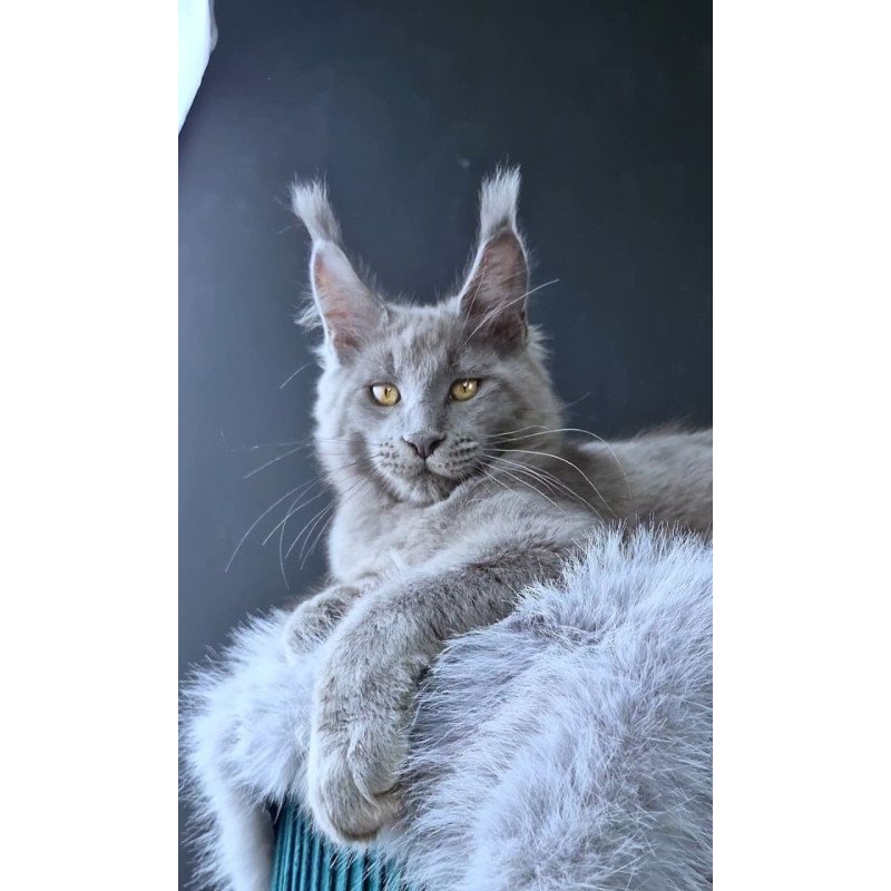Maine Coon POLIN Lion King