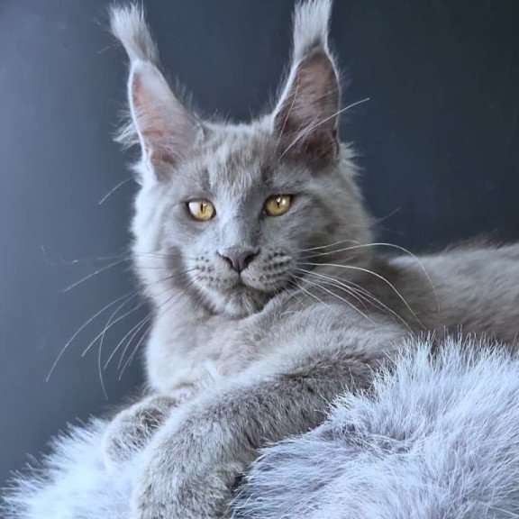 Maine Coon POLIN Lion King