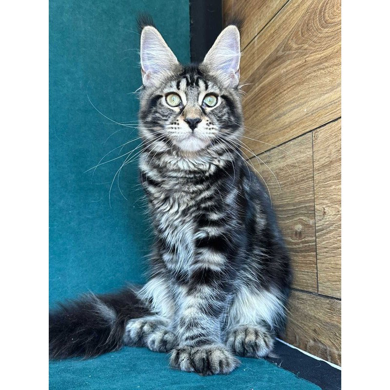Maine Coon NOV Indy Polydactyl