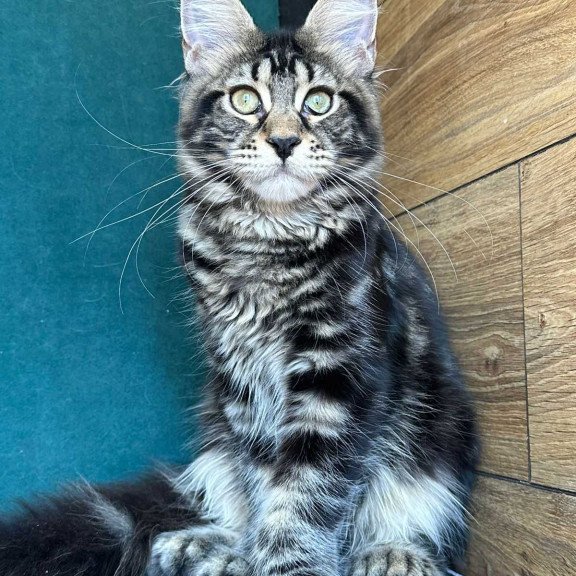 Maine Coon NOV Indy Polydactyl