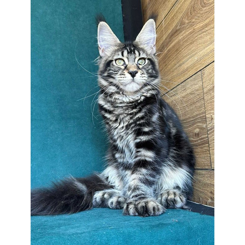 Maine Coon NOV Indy Polydactyl