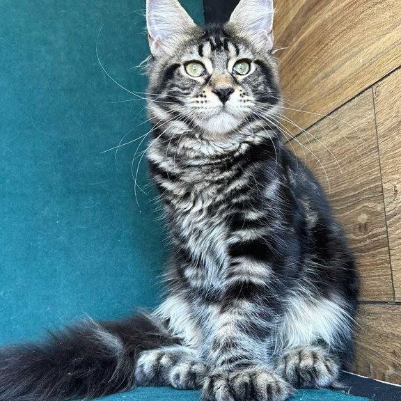 Maine Coon NOV Indy Polydactyl
