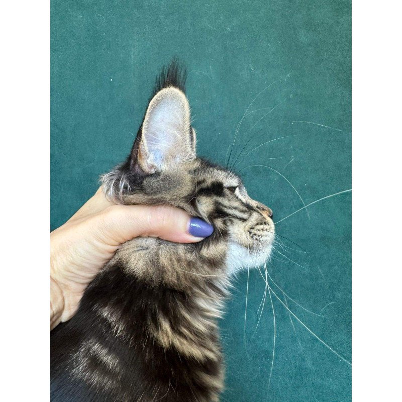 Maine Coon NOV Indy Polydactyl
