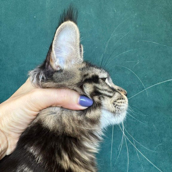Maine Coon NOV Indy Polydactyl